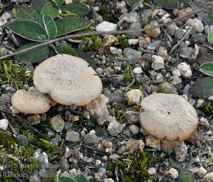 Rhodocybe parilis Rudoušek vločkatý