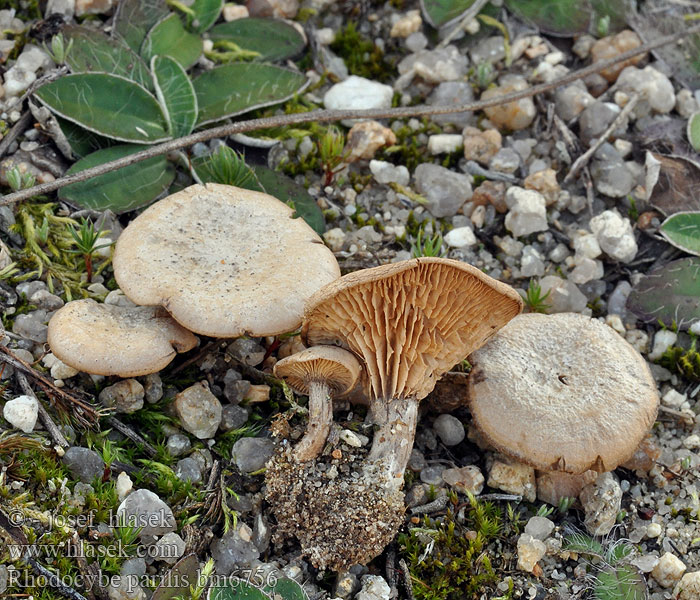 Rhodocybe parilis Flockiger Tellerling