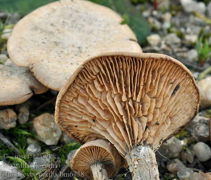 Rhodocybe parilis Kleine Zalmplaat