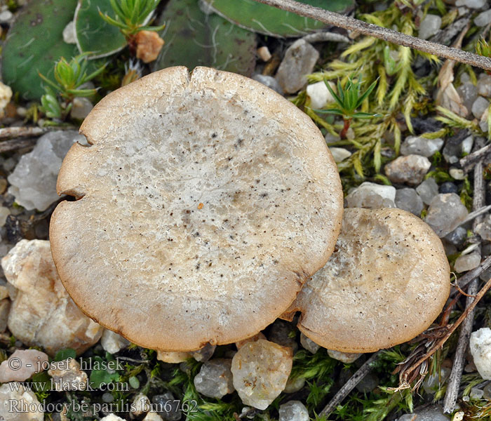 Rhodocybe parilis Trattrussling