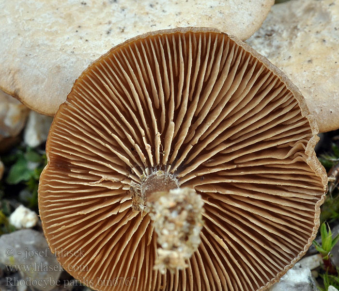 Rhodocybe_parilis_bm6767