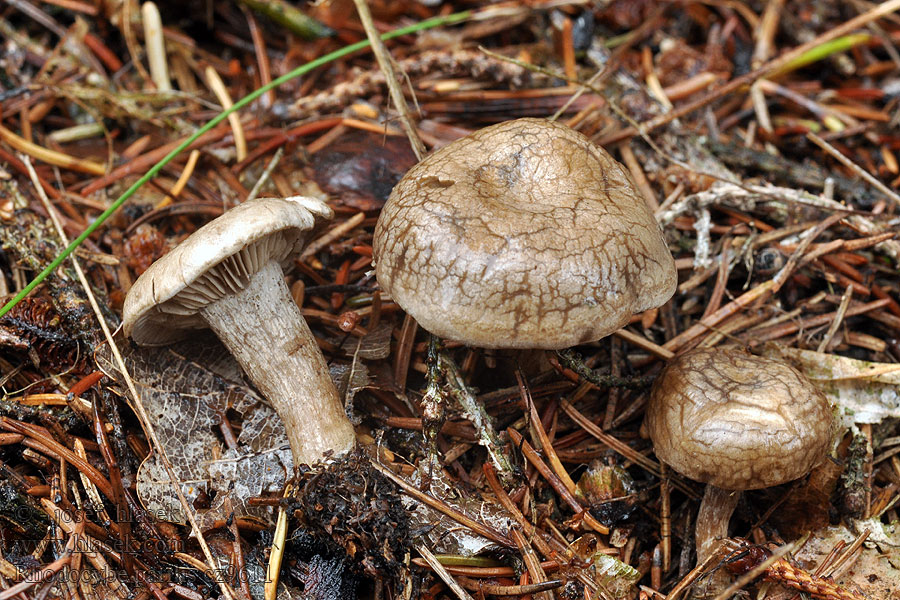 Rudoušek vločkatý Rhodocybe parilis