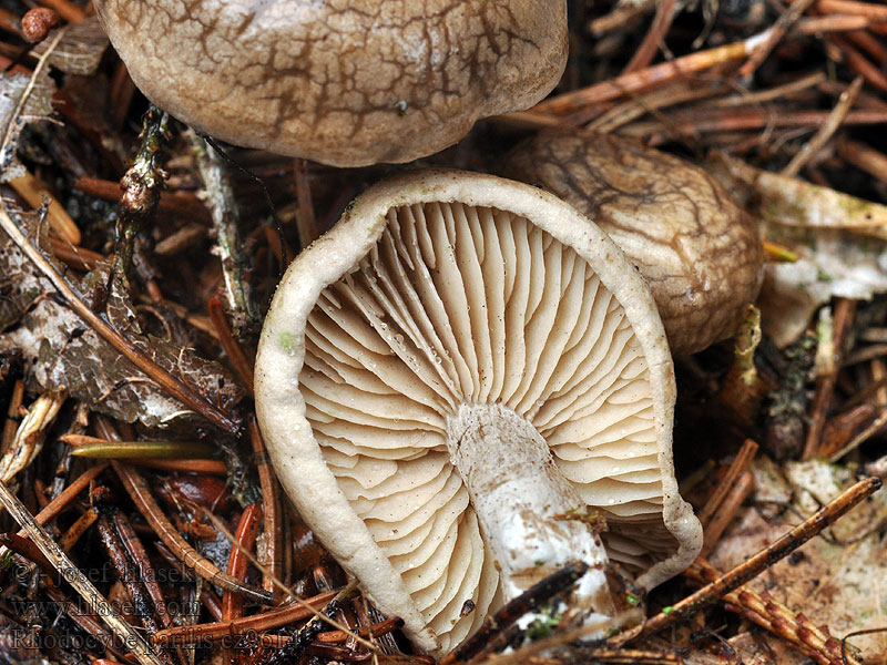 Flockiger Tellerling Rhodocybe parilis