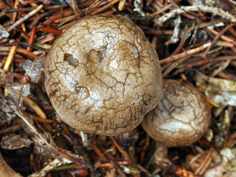 Kleine Zalmplaat Rhodocybe parilis