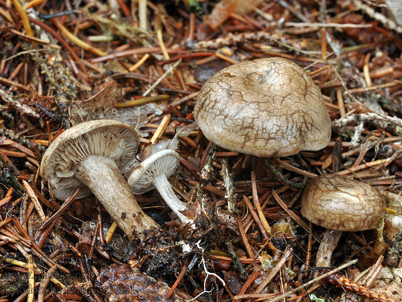 Trattrussling Rhodocybe parilis