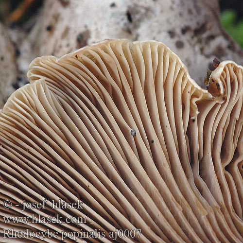 Rhodocybe popinalis Rudoušek hořký rozpraskaný