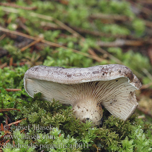 Rhodocybe popinalis Machovec hnedosivý Sortnende troldhat