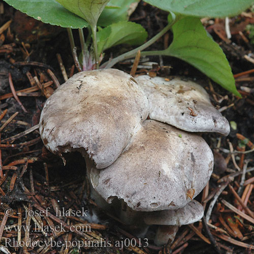 Rhodocybe popinalis Zwartwordende zalmplaat mundula