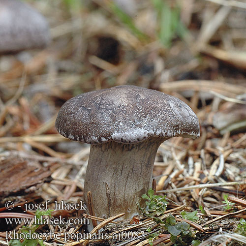 Rhodocybe popinalis Rumieniak żółtobrązowy