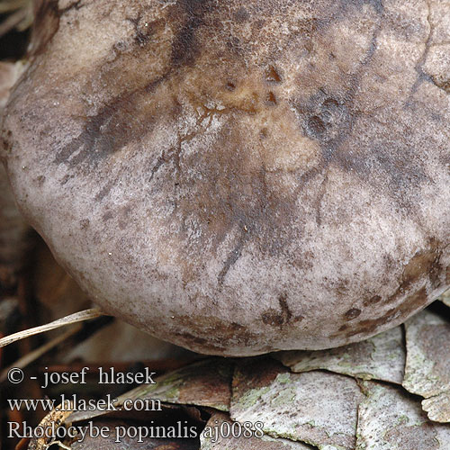 Rhodocybe popinalis Bereifter Tellerling Beltevæpnerhatt