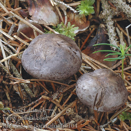 Rhodocybe popinalis Fläckrussling Rudoušek hořký rozpraskaný