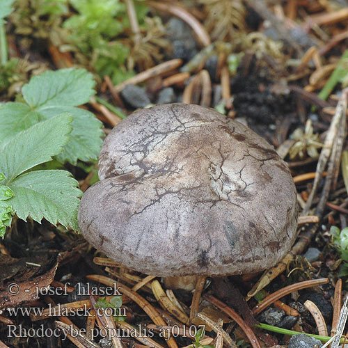 Rhodocybe popinalis mundula Rumieniak żółtobrązowy