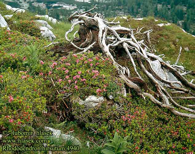 Rhododendron hirsutum