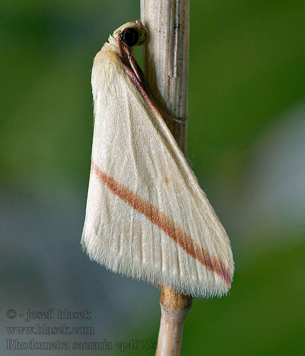 Rhodometra sacraria Rotgestreifter Wanderspanner Vestal