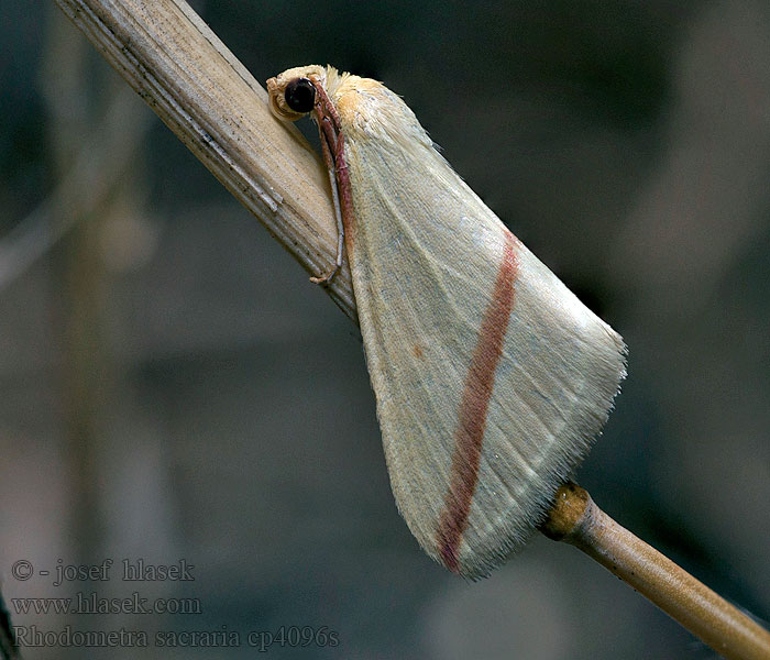 Rhodometra sacraria Piadica stavikrvová Пяденица нарядная