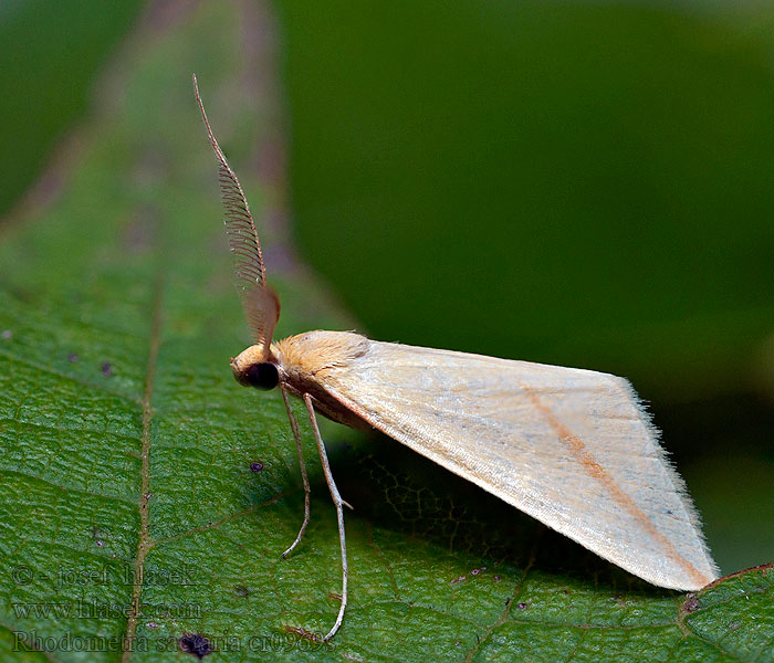 Rhodometra sacraria Vandremåler Vestalinden