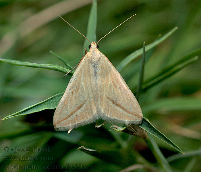 Rotgestreifter Wanderspanner Vestal Piadica stavikrvová Rhodometra sacraria