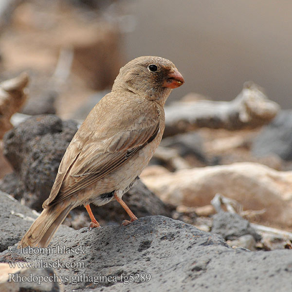 Rhodopechys githaginea Pintarroxo-trombeteiro Trumpeter Finch