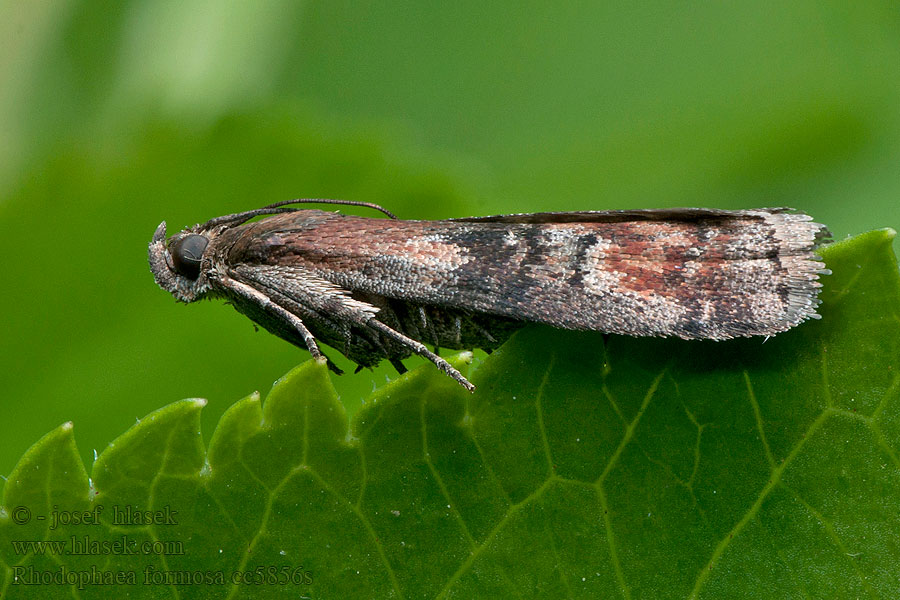 Rhodophaea formosa Vijačka vrstová