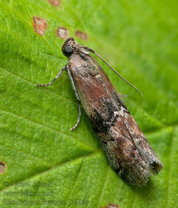 Rhodophaea formosa Veelkleurige lichtmot Almmolnmott Elmehalvmøl