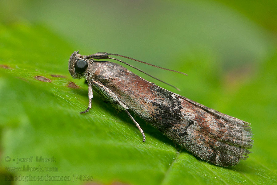 Vijačka vrstová Rhodophaea formosa