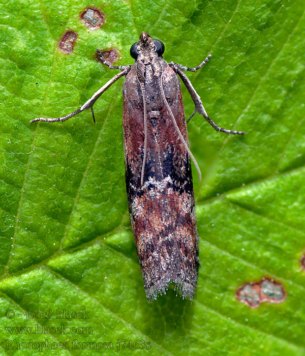 Veelkleurige lichtmot Rhodophaea formosa