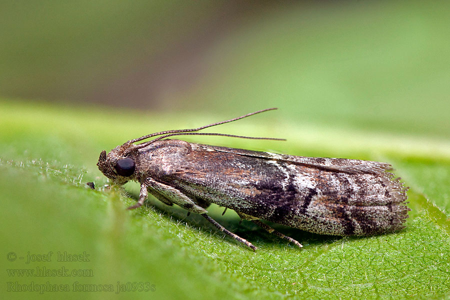 Almmolnmott Elmehalvmøl Rhodophaea formosa