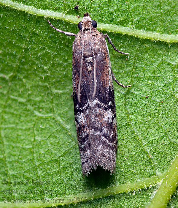 Rhodophaea formosa