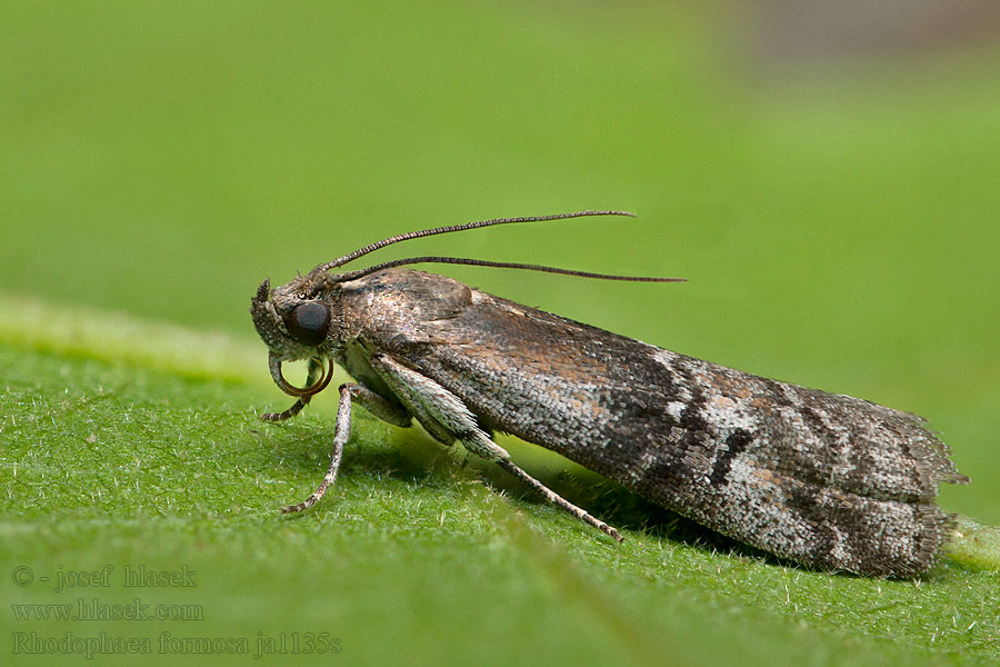 Rhodophaea formosa