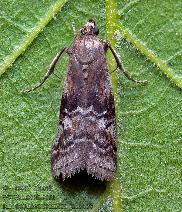 Rhodophaea formosa