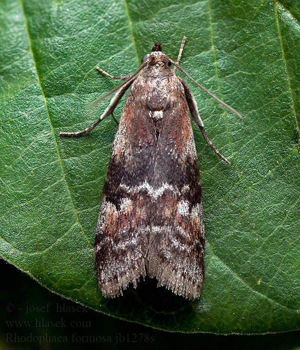 Rhodophaea formosa