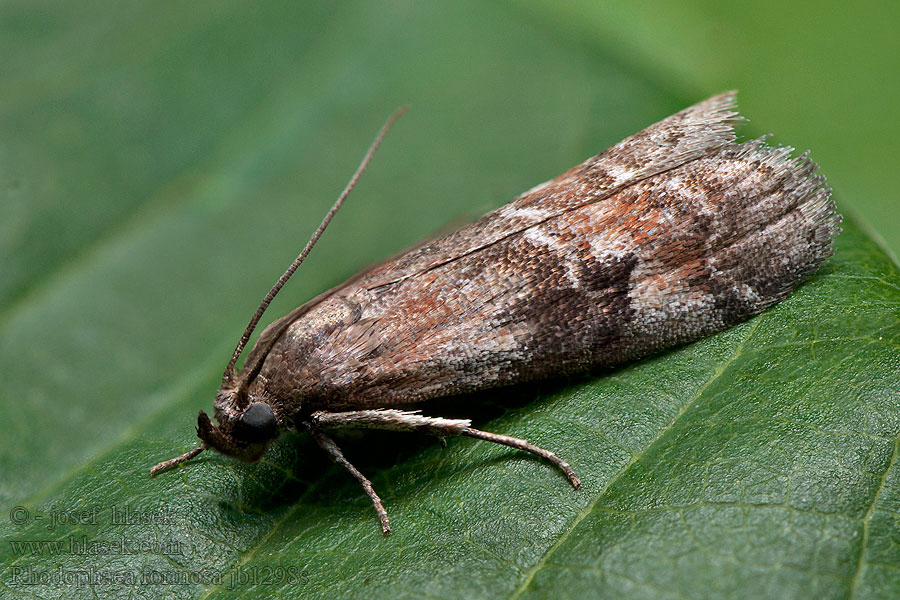 Rhodophaea formosa