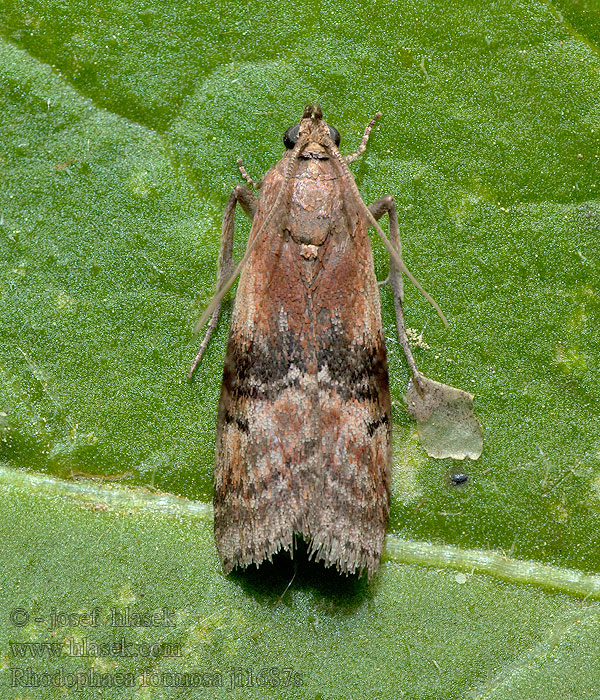 Rhodophaea formosa