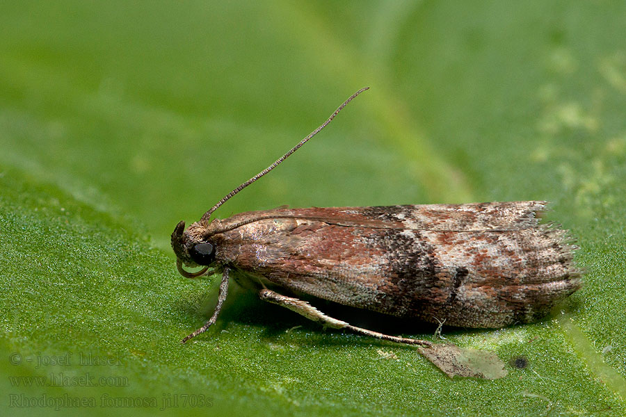 Rhodophaea formosa