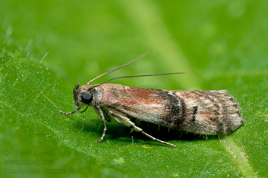 Rhodophaea formosa