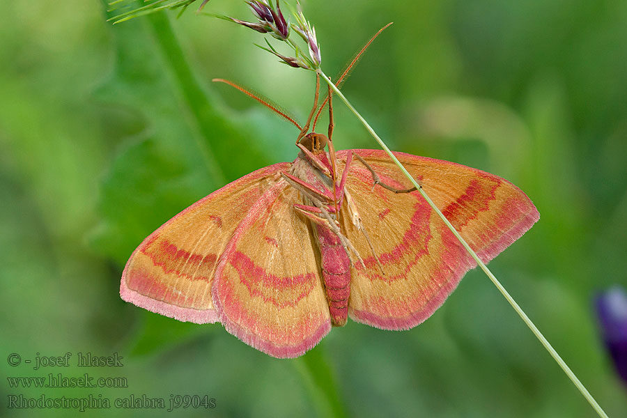 Rhodostrophia calabra Phalaena Žlutokřídlec balkánský