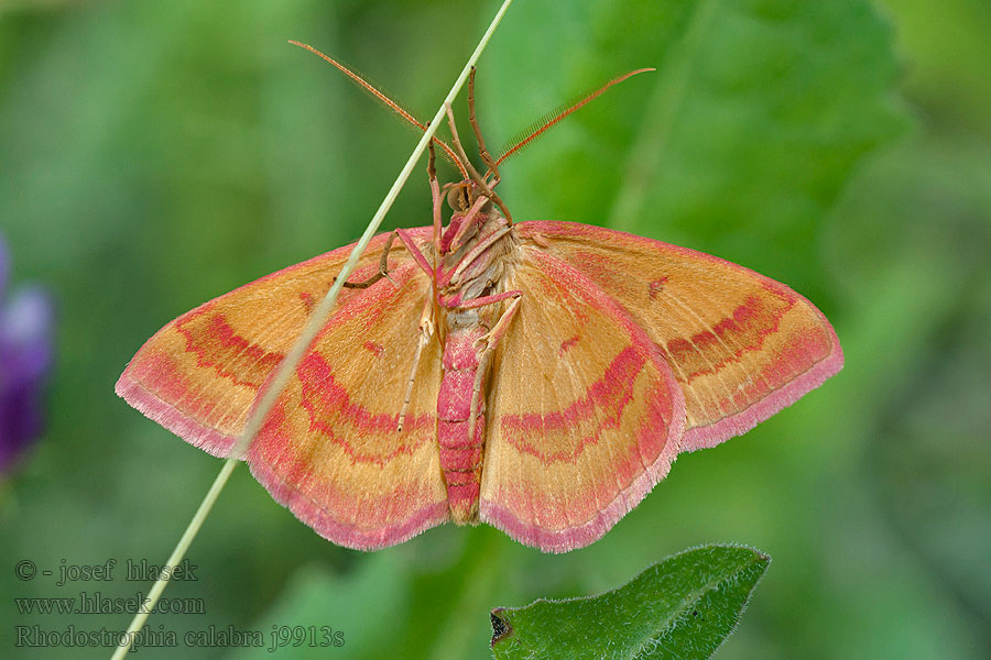 Rhodostrophia calabra Gelblicher Rotbandspanner Phalène calabraise