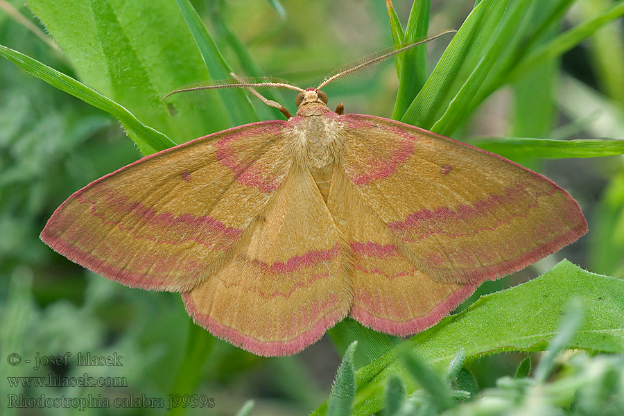 Gelblicher Rotbandspanner Rhodostrophia calabra