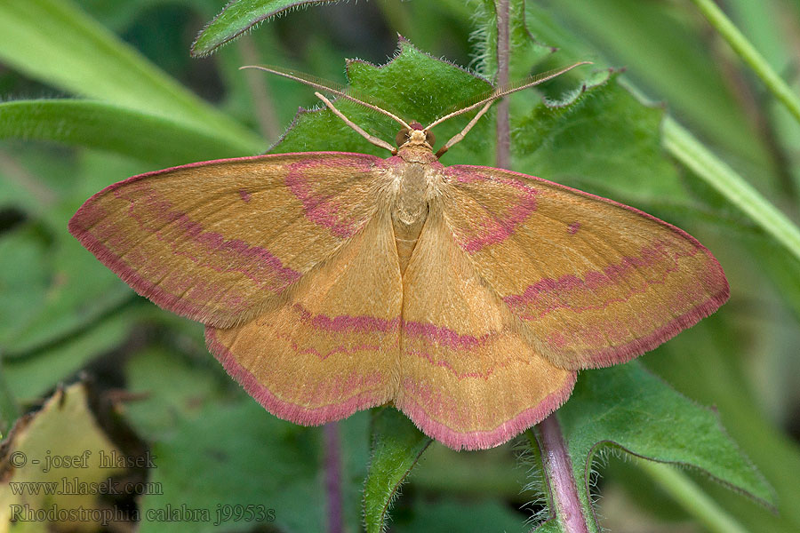 Phalène calabraise Rhodostrophia calabra