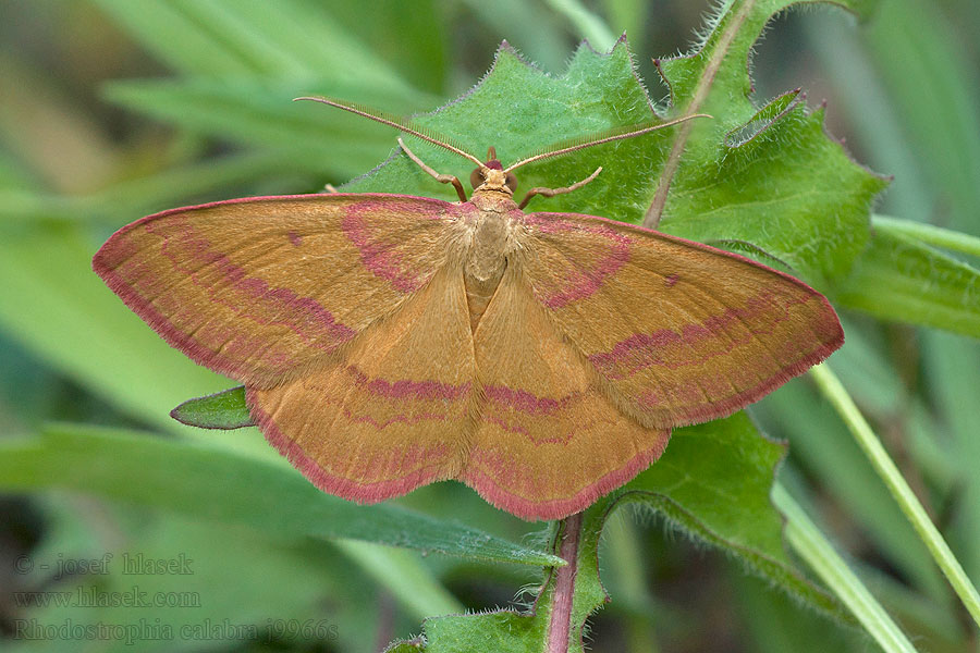 Rhodostrophia calabra