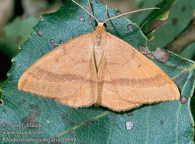 Rhodostrophia vibicaria Common Pink-barred Bande rouge Rotbandspanner