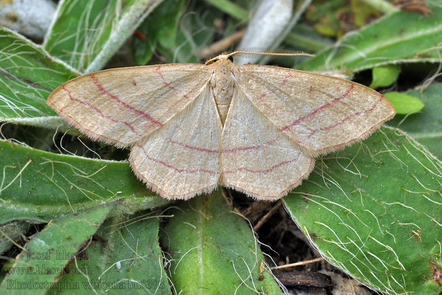 Žlutokřídlec janovcový Rhodostrophia vibicaria