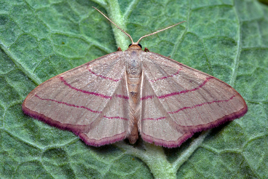 Žlutokřídlec janovcový Rhodostrophia vibicaria