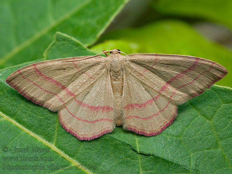 Piadica prútnatcová Rhodostrophia vibicaria