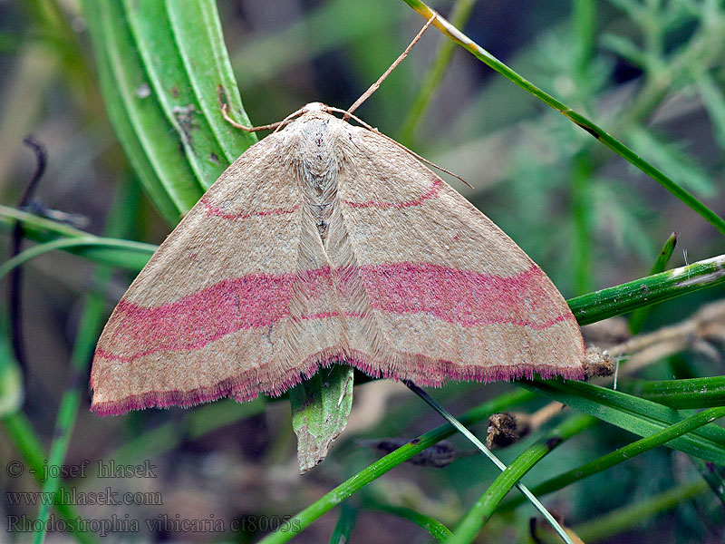 Žlutokřídlec janovcový Rhodostrophia vibicaria