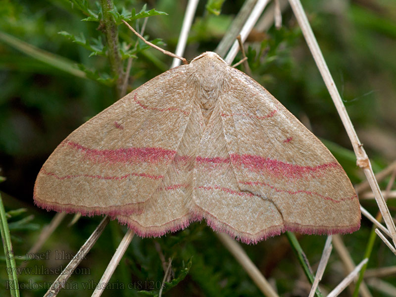 Karminmåler Vuotamittari Rhodostrophia vibicaria