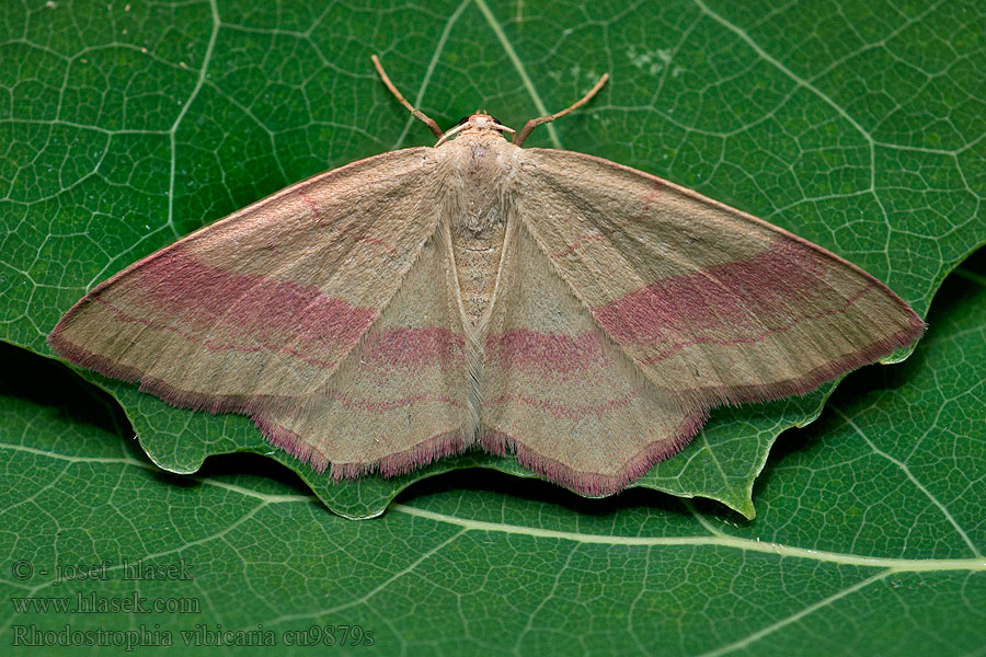 Paarsbandspanner Zdobik różopas Rhodostrophia vibicaria