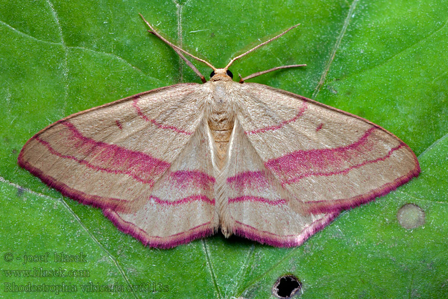 Пяденица краснополосая сероватая Rhodostrophia vibicaria