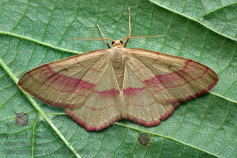 Karminmåler Vuotamittari Paarsbandspanner Raudonjuostis sprindžiukas Rhodostrophia vibicaria