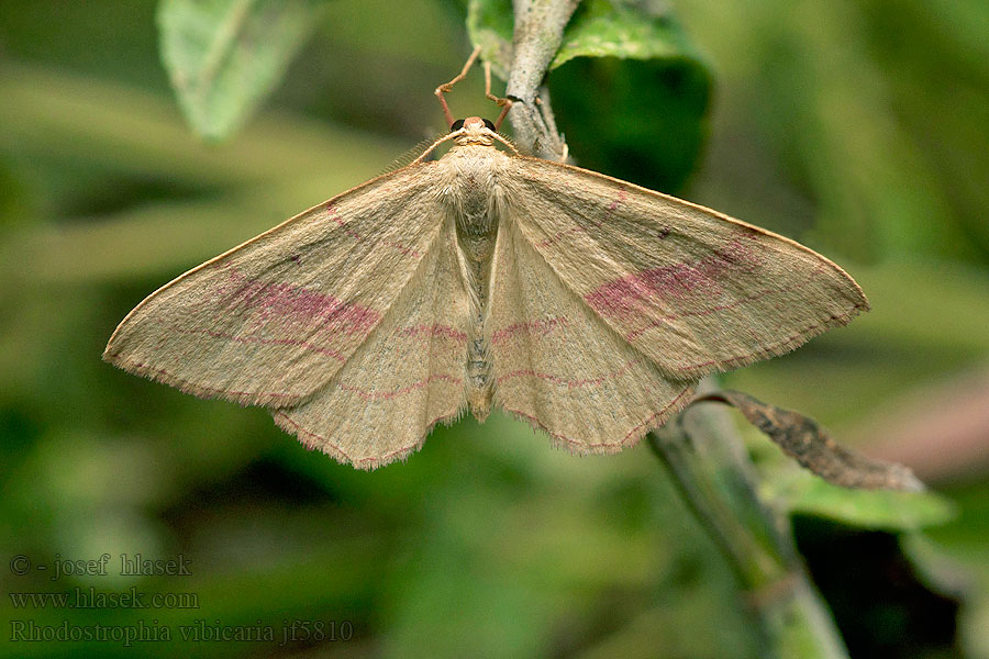 Common Pink-barred Bande rouge Rotbandspanner Rhodostrophia vibicaria